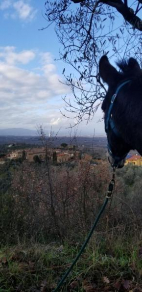 Tuscan homestead surrounded by olive trees Moncioni